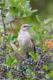 Bahama Mockingbird